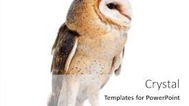  Presentation with barn - Theme consisting of barn-owl-looking-away-tyto background and a white colored foreground