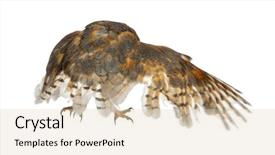  Presentation with barn - Presentation theme with barn owl tyto alba standing in front of white background background and a lemonade colored foreground