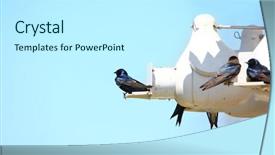  Presentation with swallow - Slides with barn swallow birds at their background and a white colored foreground