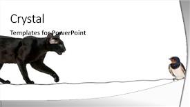  Presentation with swallow - Amazing presentation theme having barn swallow hirundo rustica perched backdrop and a white colored foreground