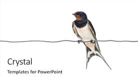  Presentation with barn - Amazing slide set having barn swallow hirundo rustica perched backdrop and a white colored foreground