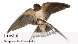  Presentation with swallow - Presentation theme having barn swallow hirundo rustica perching background and a white colored foreground