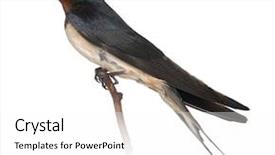  Presentation with swallow - Presentation having barn swallow hirundo rustica perching background and a white colored foreground