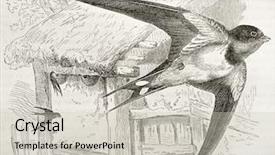  Presentation with barn - Beautiful presentation featuring barn swallow old illustration hirundo backdrop and a light gray colored foreground