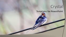  Presentation with swallow - Cool new slides with barn-swallow-on-a-wire backdrop and a light gray colored foreground