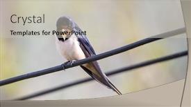  Presentation with swallow - Theme consisting of barn-swallow-on-a-wire background and a soft green colored foreground