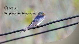  Presentation with swallow - Amazing slides having barn-swallow-on-a-wire backdrop and a mint green colored foreground