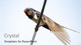  Presentation with swallow - PPT theme consisting of barn-swallow-on-a-wire background and a cool aqua colored foreground