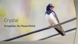  Presentation with swallow - Beautiful presentation featuring barn-swallow-on-a-wire backdrop and a soft green colored foreground