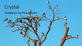  Presentation with swallow - Slide deck enhanced with barn swallows hirundo rustica perched background and a light blue colored foreground