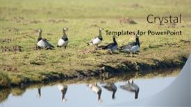  Presentation with environment - Cool new slide set with barnacle-gooses-in-dutch-nature backdrop and a mint green colored foreground