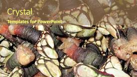  Presentation with eat - Audience pleasing slide set consisting of barnacles-cooked-ready-to-eat backdrop and a tawny brown colored foreground