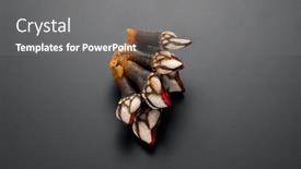  Presentation with black sea - Presentation theme enhanced with barnacles-goose-neck-barnacle-percebes background and a gray colored foreground