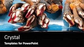  Presentation with black sea - Theme consisting of barnacles-goose-neck-barnacle-percebes background and a black colored foreground