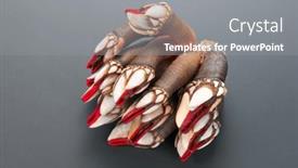  Presentation with black sea - Slide set having barnacles-goose-neck-barnacle-percebes background and a gray colored foreground