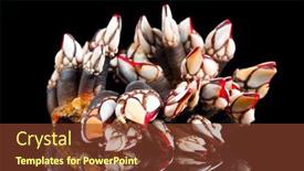  Presentation with black sea - Theme with barnacles-goose-neck-barnacle-percebes background and a tawny brown colored foreground