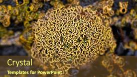  Presentation with spain - Audience pleasing presentation design consisting of barnacles-in-ribadeo-galicia backdrop and a tawny brown colored foreground