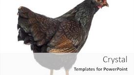  Presentation with hen - Slide set featuring barnevelder-double-laced-hen-isolated background and a white colored foreground