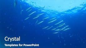  Presentation with fish - Presentation theme featuring barracdua-fish-blue-background background and a dark gray colored foreground