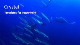  Presentation with fish - Beautiful slide deck featuring barracuda-fish-and-manta-ray backdrop and a dark gray colored foreground