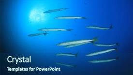  Presentation with fish ocean - Beautiful slides featuring barracuda fish in blue ocean backdrop and a ocean colored foreground