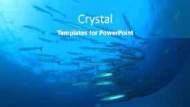  Presentation with fish - Slides enhanced with barracuda-fish-in-blue-sea background and a light gray colored foreground