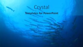  Presentation with fish - PPT layouts consisting of barracuda-fish-in-blue-sea background and a light gray colored foreground