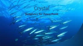  Presentation with fish ocean - 