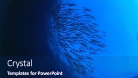  Presentation with fish - Amazing slide deck having barracuda-fish-in-sea backdrop and a navy blue colored foreground