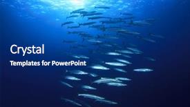  Presentation with fish - Cool new PPT layouts with barracuda fish backdrop and a ocean colored foreground