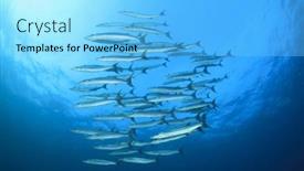  Presentation with fish - PPT theme with barracuda-fish background and a light blue colored foreground