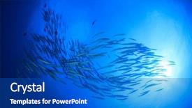  Presentation with fish - Colorful PPT theme enhanced with barracuda fish backdrop and a cobalt blue colored foreground