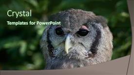  Presentation with eagle - Beautiful slide set featuring barred-eagle-owl-also-called backdrop and a tawny brown colored foreground