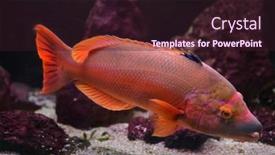  Presentation with marine - Audience pleasing presentation theme consisting of barred-hogfish-bodianus-scrofa-marine backdrop and a wine colored foreground