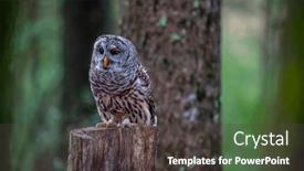  Presentation with north america 3d - Presentation having barred-owl-strix-varia background and a dark gray colored foreground