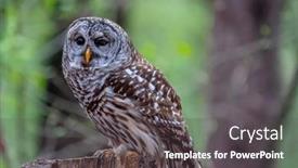  Presentation with north american travel women - Slide set enhanced with barred-owl-strix-varia background and a dark gray colored foreground
