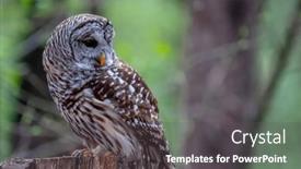 Presentation with north america 3d - PPT layouts with barred-owl-strix-varia background and a dark gray colored foreground