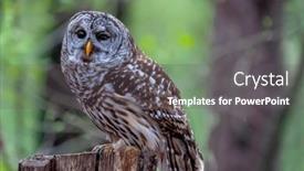  Presentation with cartoon owl - PPT theme consisting of barred-owl-strix-varia background and a  colored foreground
