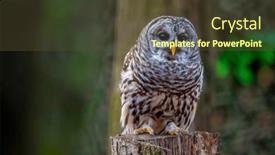  Presentation with cartoon owl - PPT theme having barred-owl-strix-varia background and a  colored foreground