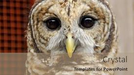  Presentation with cartoon owl - Beautiful slides featuring barred-owl backdrop and a coral colored foreground