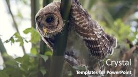  Presentation with palm tree - Beautiful theme featuring barred owlet perches backdrop and a dark gray colored foreground