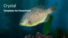  Presentation with animals - PPT theme with barred-surf-perch-passes background and a ocean colored foreground