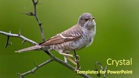  Presentation with passerine - Slide deck featuring barred-warbler-migratory-passerine-singing background and a  colored foreground