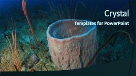  Presentation with coral reef - Amazing presentation design having barrel sponge on coral reef backdrop and a navy blue colored foreground