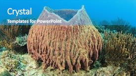  Presentation with coral reef - Audience pleasing slide set consisting of barrel sponge on underwater coral backdrop and a teal colored foreground