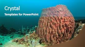  Presentation with underwater - Presentation theme with barrel sponge on underwater reef background and a teal colored foreground