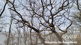  Presentation with sky blue - Theme featuring barren-trees-in-a-forest background and a gray colored foreground