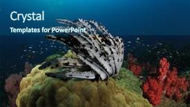  Presentation with tuna fish underwater in ocean - Presentation theme consisting of barrier island - underwater coral reef and fish background and a ocean colored foreground