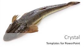  Presentation with japan - Slides enhanced with bartail-flathead-in-japan background and a white colored foreground