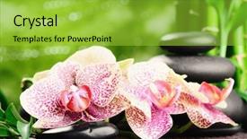  Presentation with zen stones - Colorful theme enhanced with basalt stones and pink yellow backdrop and a  colored foreground